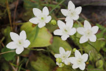 Parnassia glauca