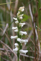 Spiranthes cernua