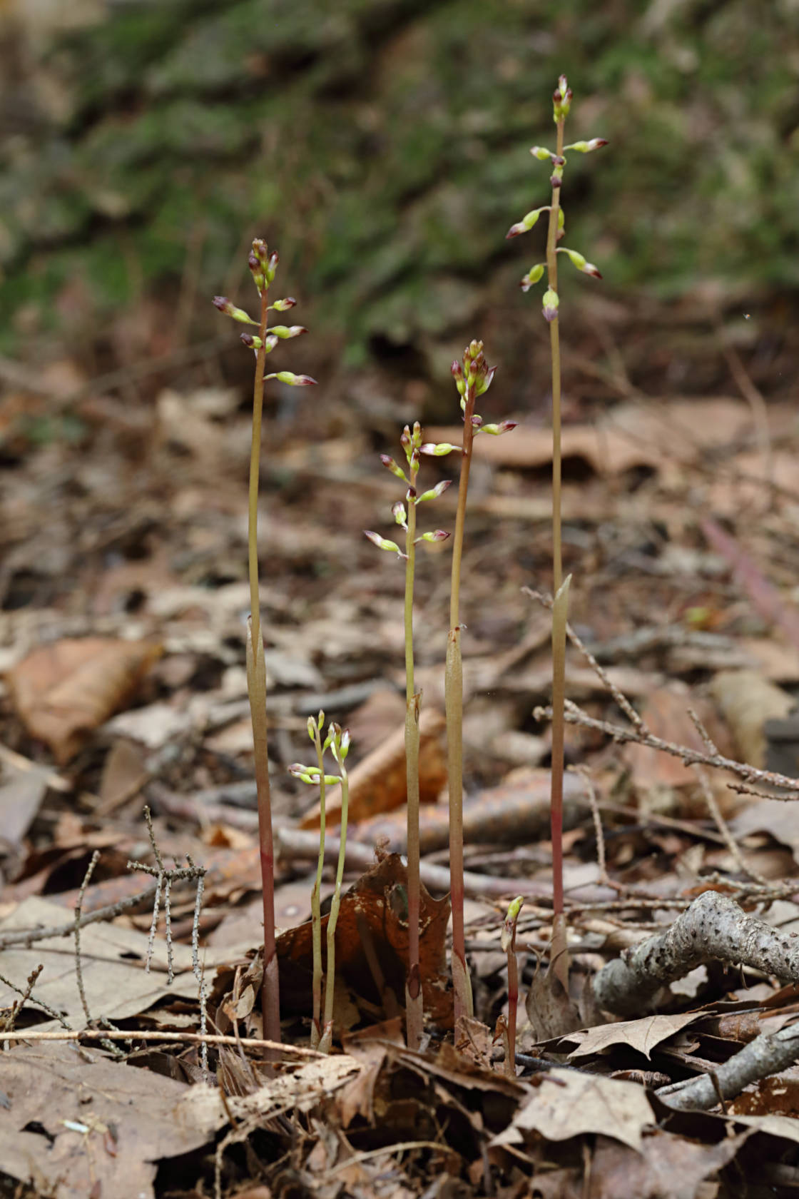 Autumn Coralroot