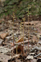 Corallorhiza odontorhiza var. odontorhiza