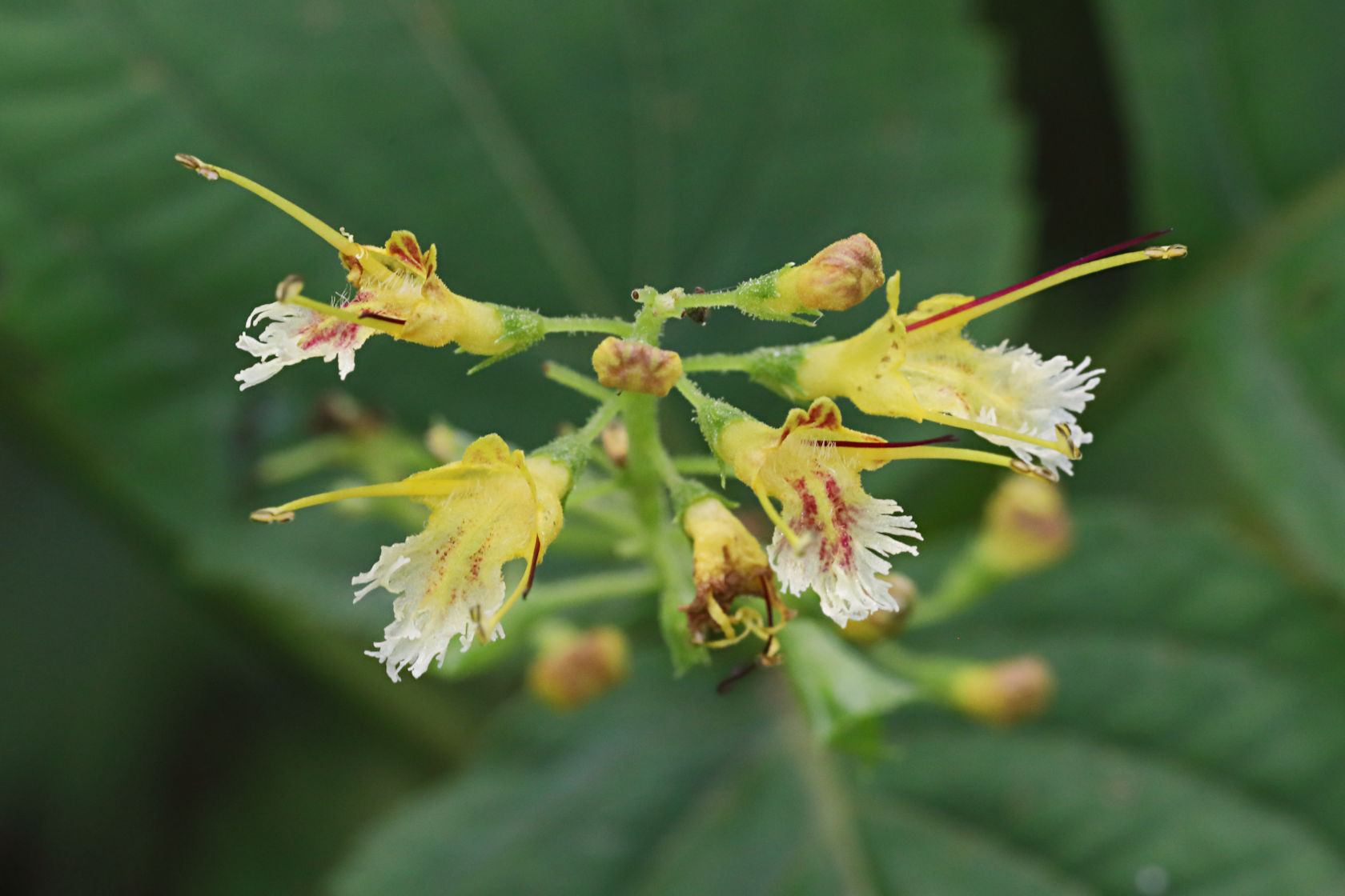 Northern Horse Balm