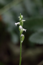 Spiranthes ovalis var. erostellata