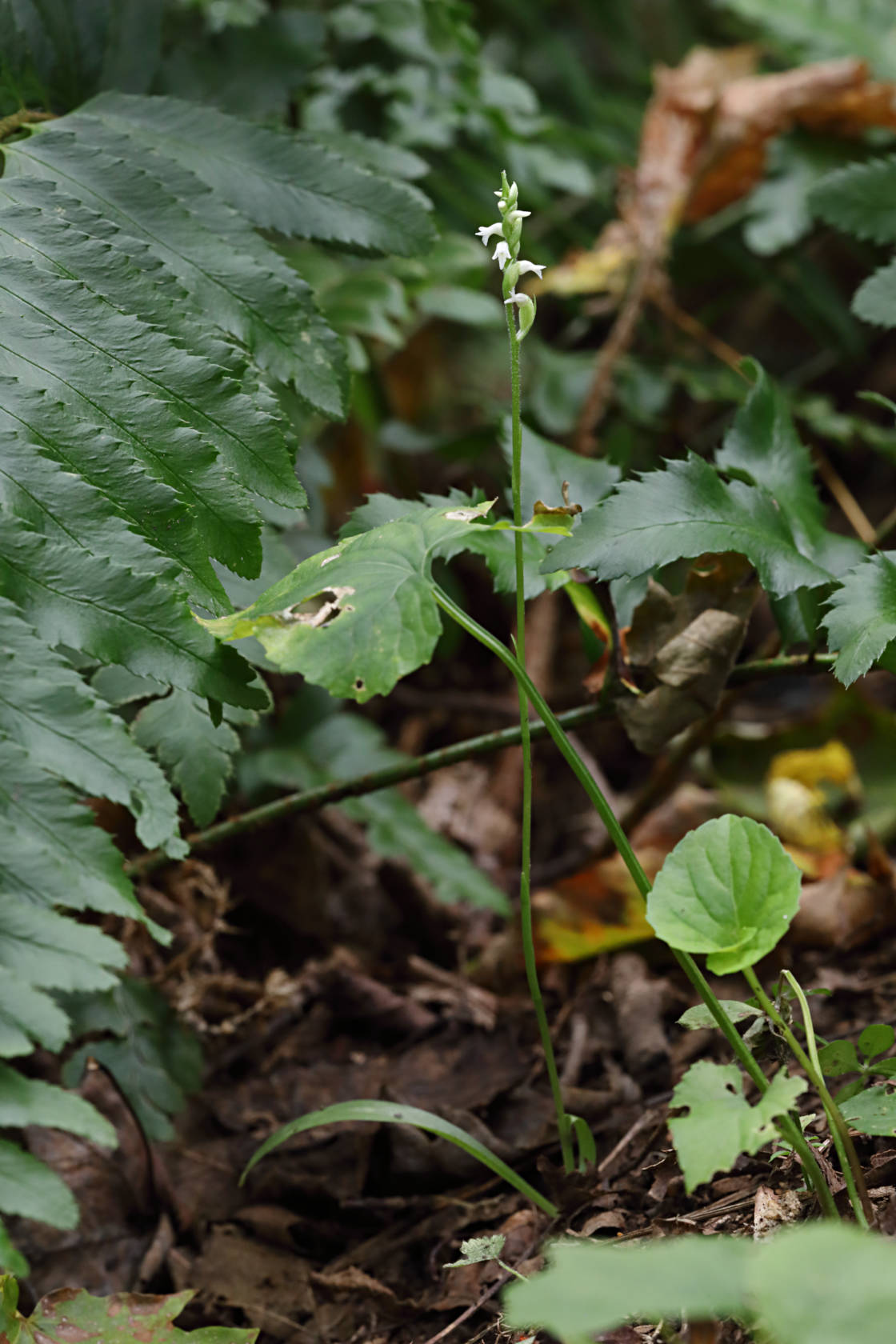 Northern Oval Ladies' Tresses