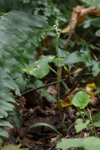 Northern Oval Ladies' Tresses