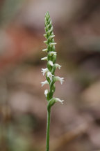 Spiranthes ovalis var. erostellata