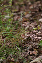 Spiranthes ovalis var. erostellata