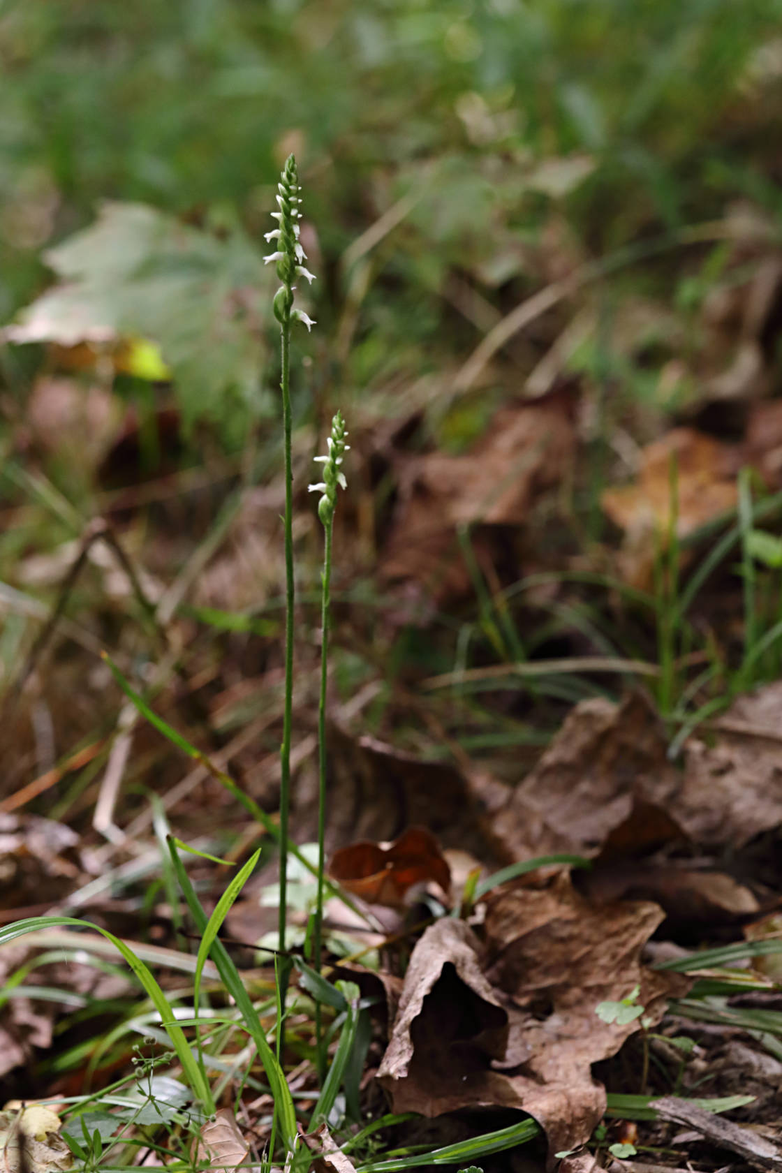 Northern Oval Ladies' Tresses