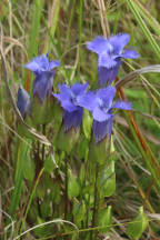 Gentianopsis crinita