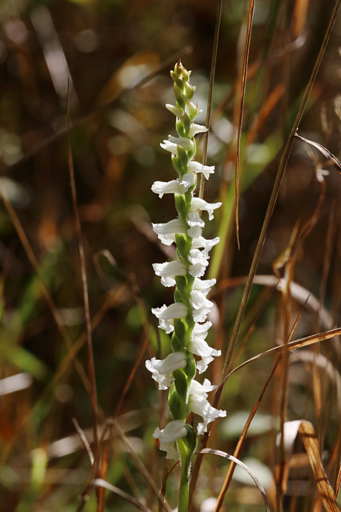 Nodding Ladies' Tresses