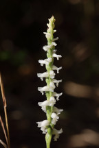 Spiranthes cernua