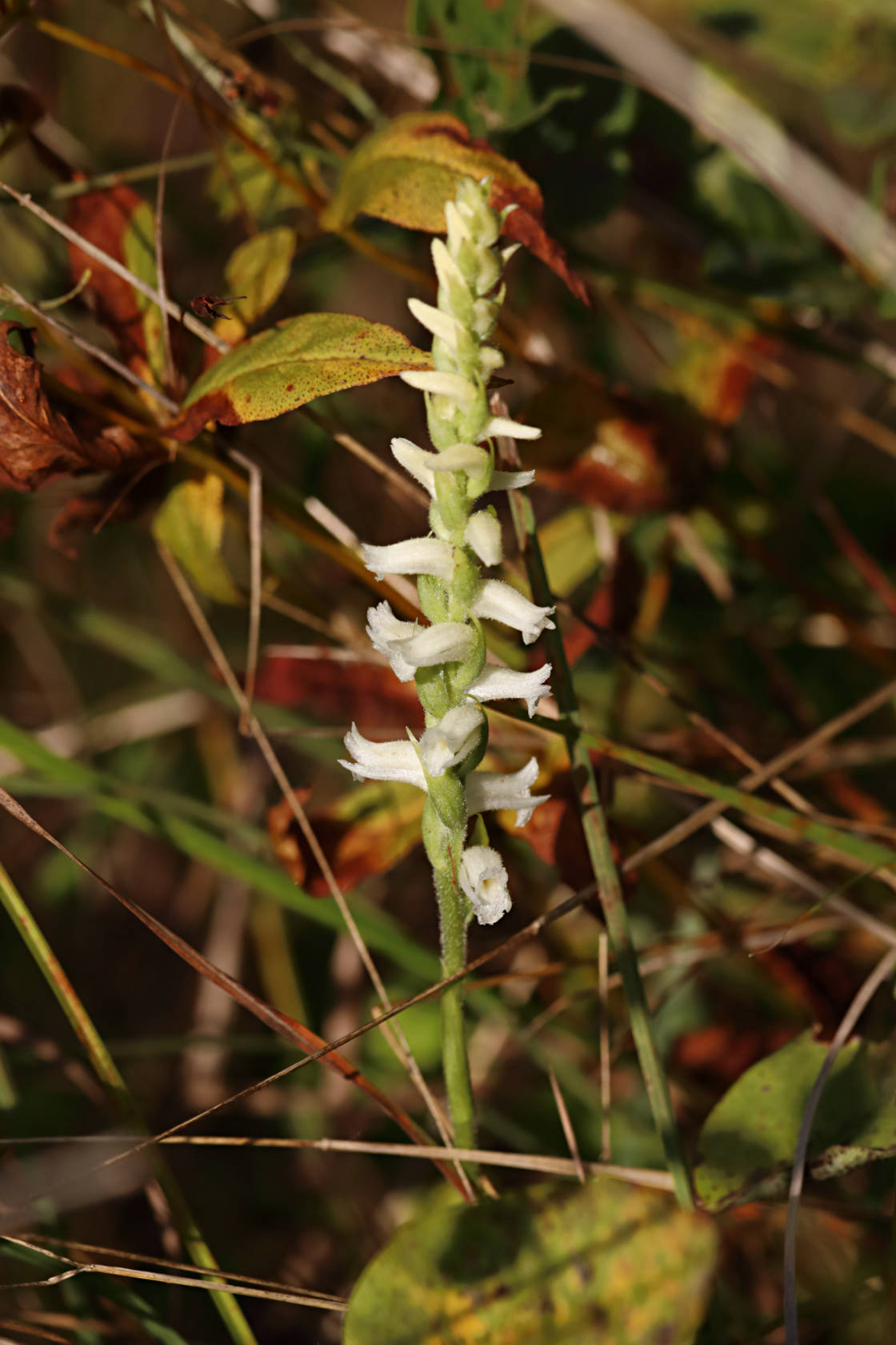 Yellow Ladies' Tresses