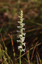 Yellow Ladies' Tresses