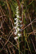 Spiranthes arcisepala