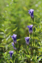 Gentianopsis crinita