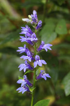 Great Blue Lobelia