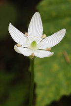 American Grass-of-Parnassus