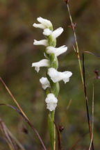 Spiranthes cernua