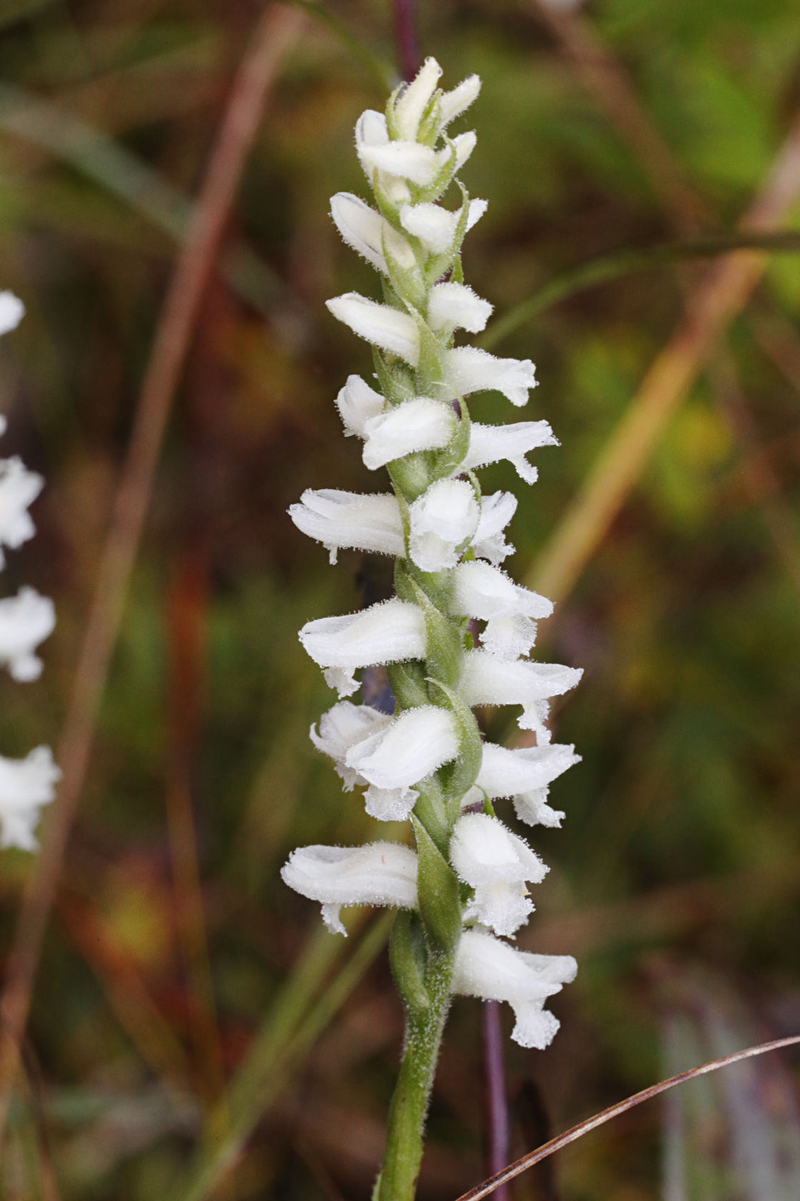 Nodding Ladies' Tresses