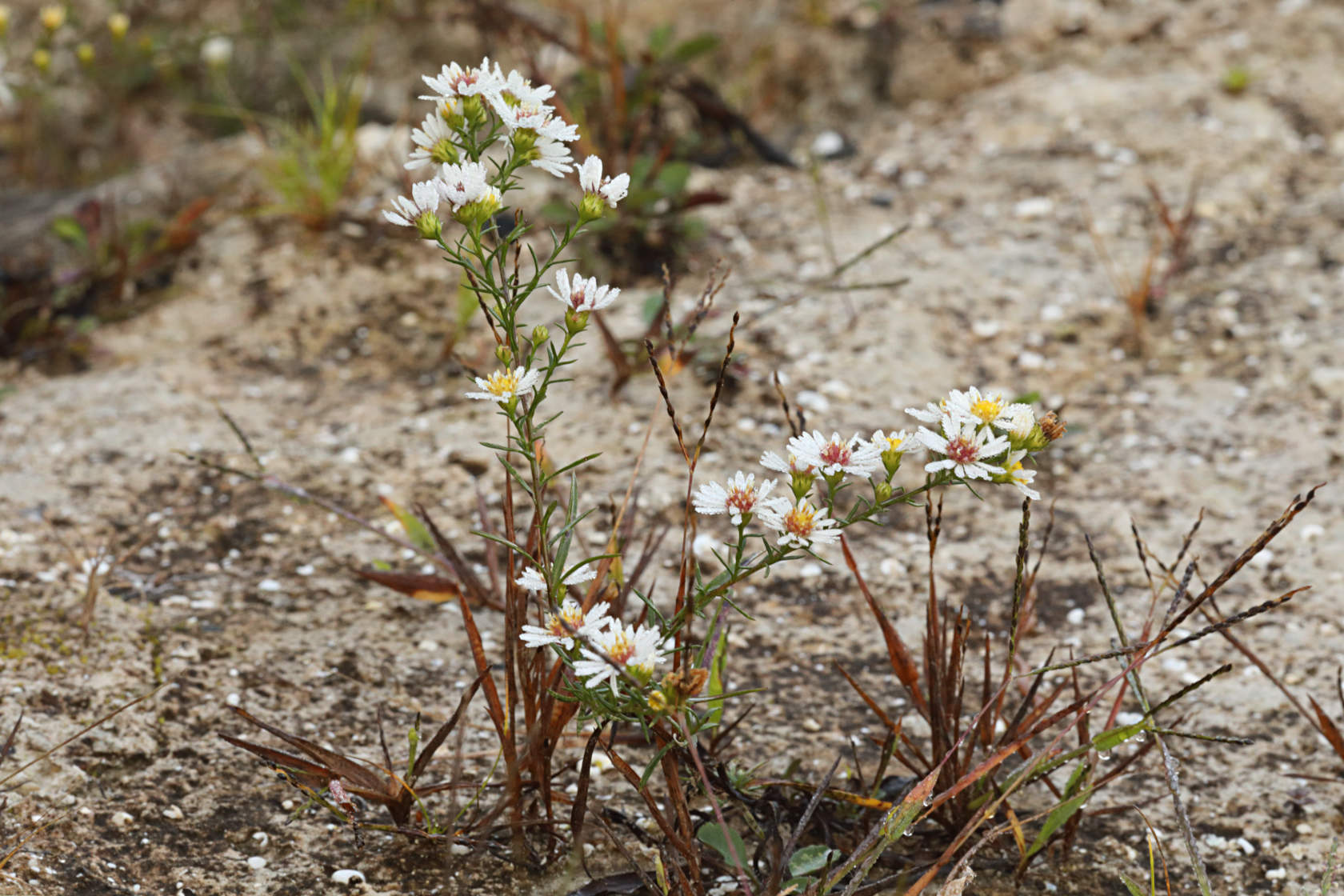 Small White Aster