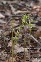 Corallorhiza odontorhiza var. odontorhiza