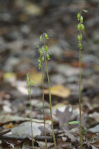 Autumn Coralroot