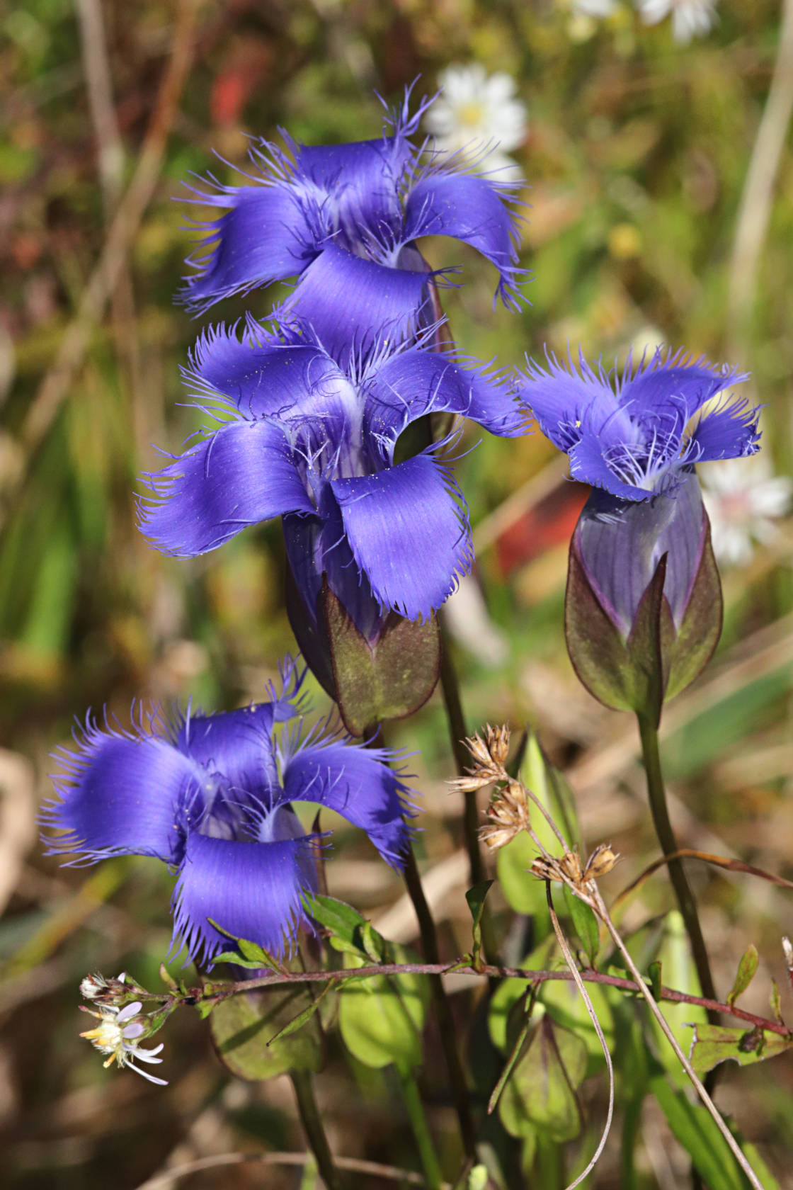 Greater Fringed Gentian