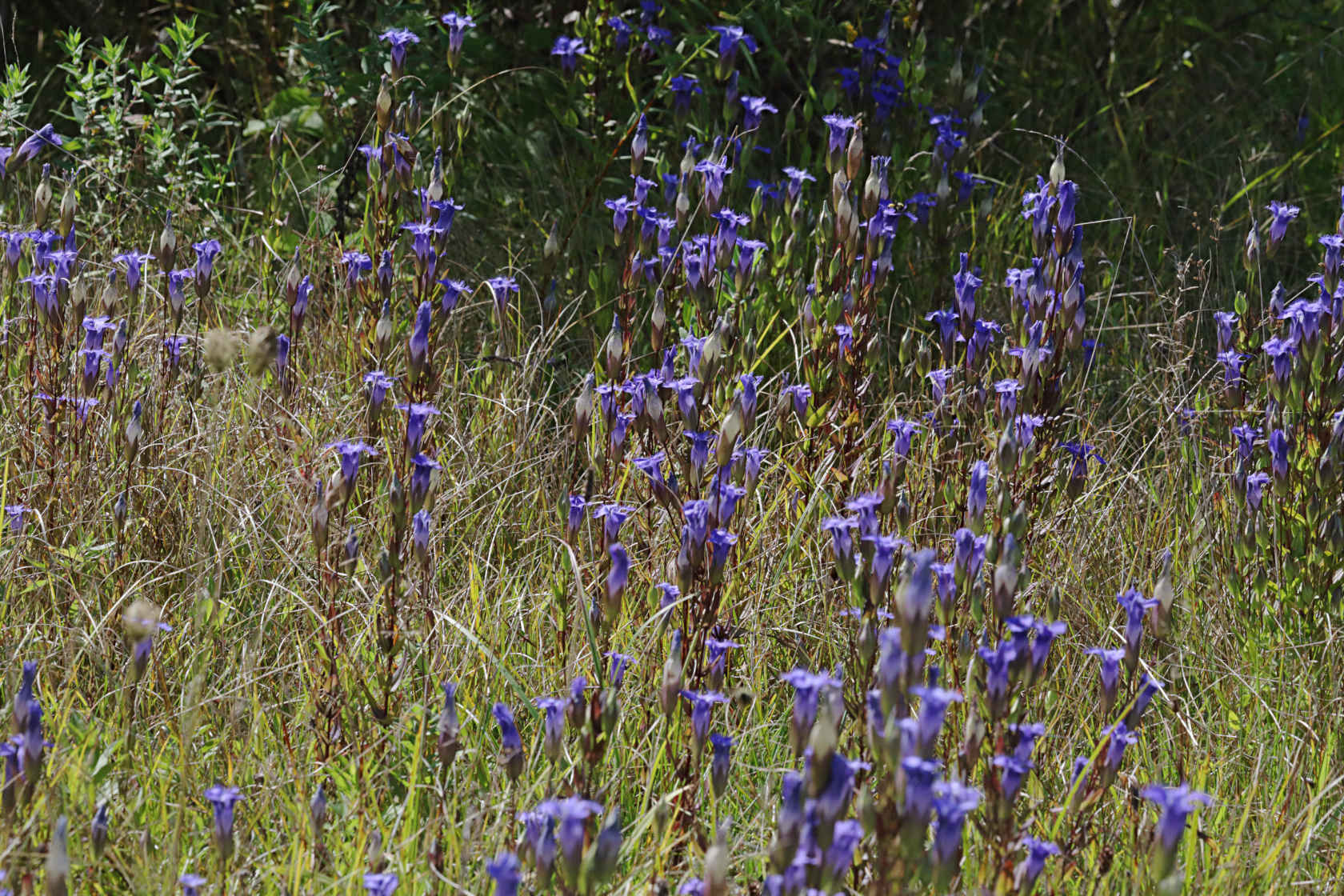 Greater Fringed Gentian