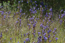 Greater Fringed Gentian