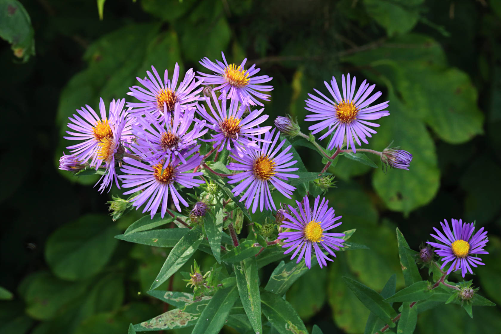 New England Aster