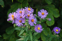 Symphyotrichum novae-angeliae