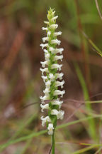 Yellow Ladies' Tresses