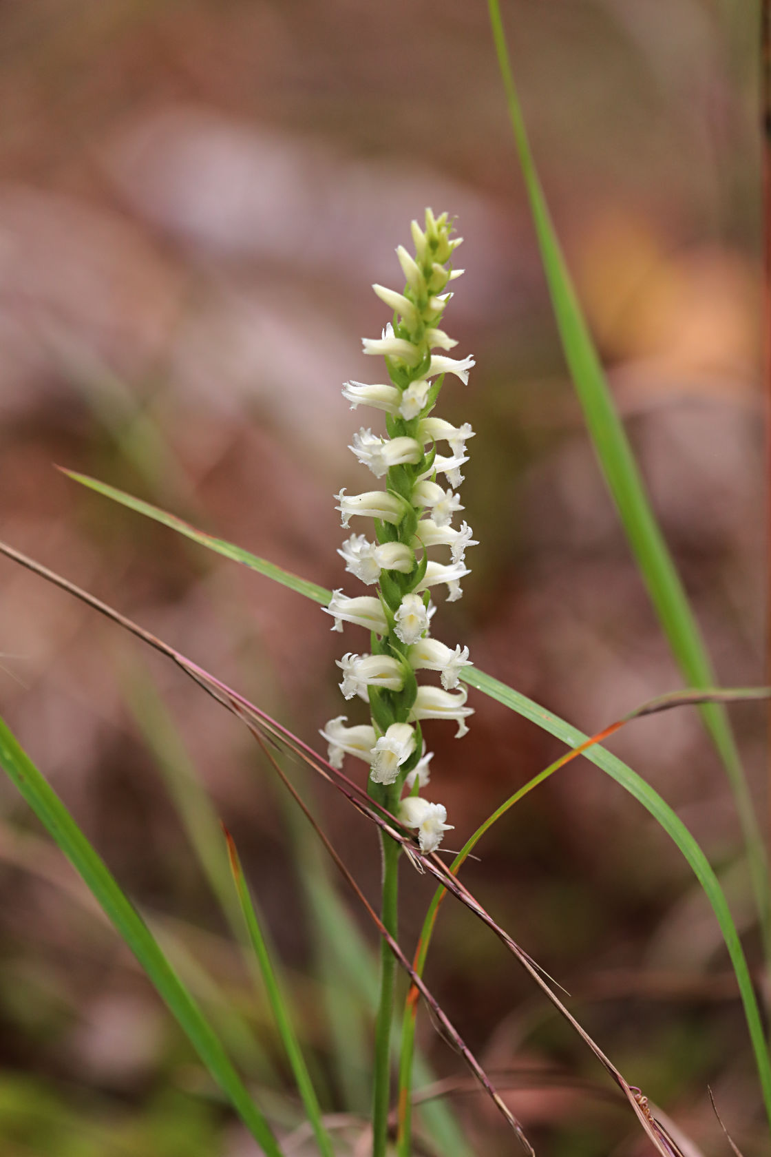 Yellow Ladies' Tresses