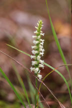 Spiranthes ochroleuca