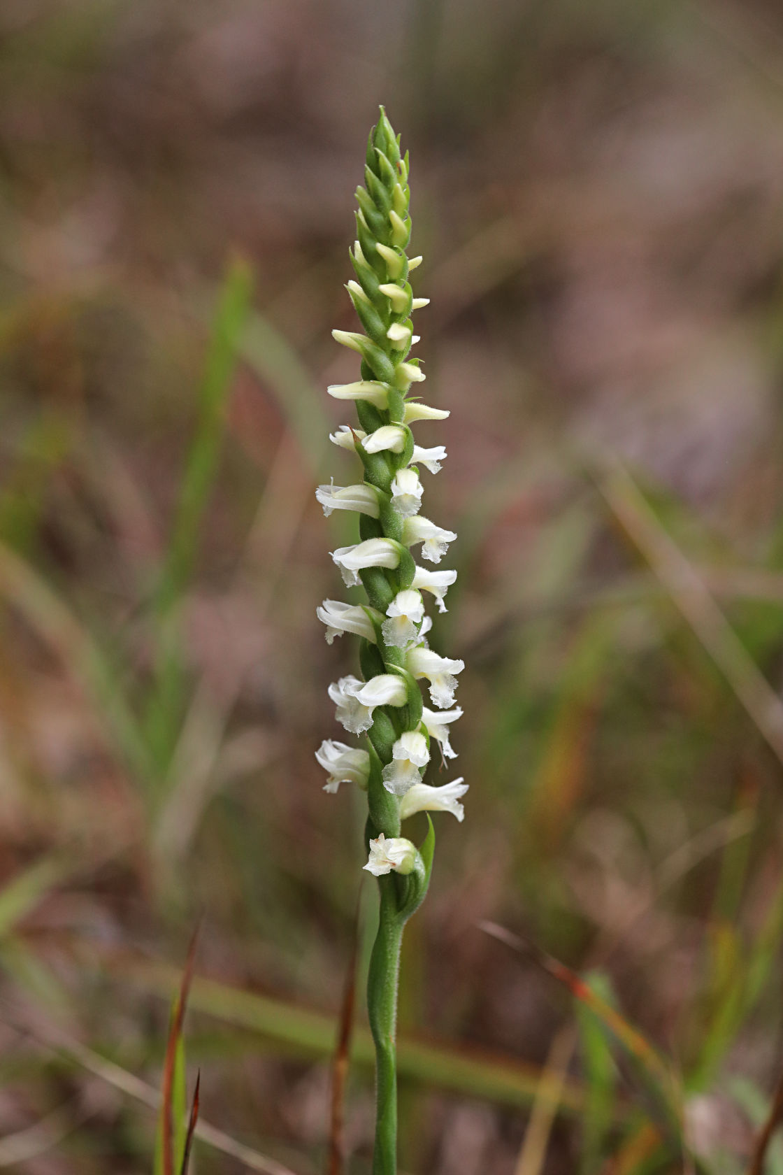 Yellow Ladies' Tresses