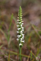 Spiranthes ochroleuca