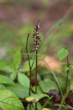 Corallorhiza odontorhiza var. odontorhiza