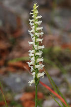 Spiranthes ochroleuca