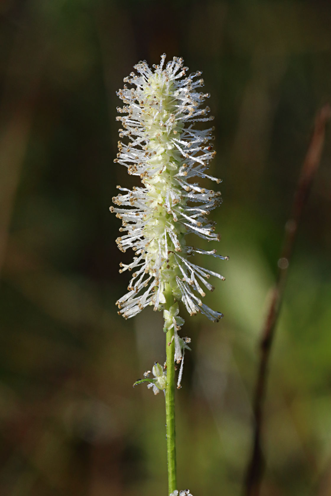 American Burnet