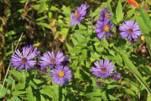 New England Aster