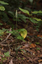 Spiranthes ovalis var. erostellata