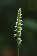 Spiranthes ovalis var. erostellata