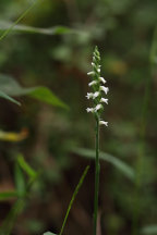 Spiranthes ovalis var. erostellata