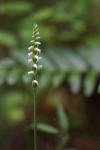 Spiranthes ovalis var. erostellata