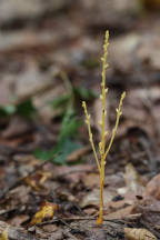 Epifagus virginiana