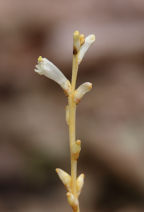 Epifagus virginiana