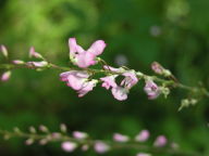 Hylodesmum nudiflorum