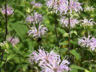 Monarda fistulosa