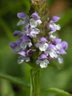 Prunella vulgaris