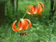 Lilium michiganense