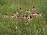 Echinacea pallida